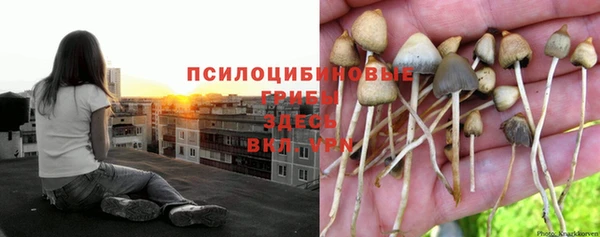 PSILOCYBIN Медвежьегорск